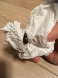 今までゴキブリのでたことのない家で 昨日の夜中にこいつがでてきました Yahoo 知恵袋