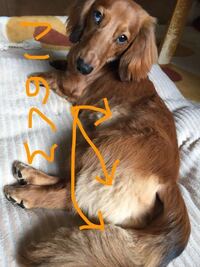 プードル２歳です 先日 トリミングから帰ってきたところ 写真のようになっ Yahoo 知恵袋
