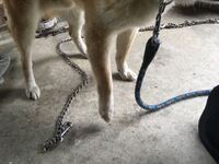 犬のぎっくり腰の治療法ありますか ３歳の雄のトイプードルです２日前の仕 Yahoo 知恵袋