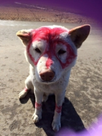 この犬ブサイクですか 大人がコレを描いてるとこ想像したらちょっと悲しい Yahoo 知恵袋