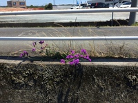 道路脇の花 雑草 の名前を教えてください 4 ５月頃から 道路脇の Yahoo 知恵袋