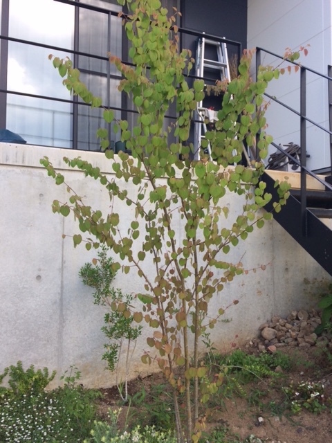 カツラの木について。今年3月に庭に約2mのカツラの木を植えました 