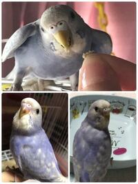 セキセイインコの色について質問します 先日ですが 小鳥屋さんに行ったらライラ Yahoo 知恵袋