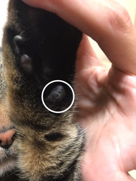 今日猫の爪を切っていて気づいたのですが - 肉球にイボがu2026触っても 