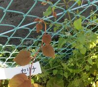 キウイを外壁フェンスに這わせたら 千葉県千葉市ですが 農家の方がキウ Yahoo 知恵袋