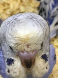 羽衣セキセイインコの性別がわかったら教えてください。 - オス…っぽいけど…... - Yahoo!知恵袋