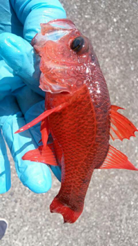 太刀魚の釣りエサに にぼし ってどうでしょうか ウキ釣りに使用したら 浮 Yahoo 知恵袋