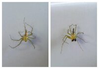 白い脚長クモが家の中にいました 退治したんですが 蜘蛛は大嫌いです Yahoo 知恵袋