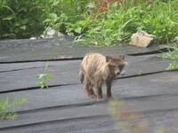 隣の家の庭に居たのですがこれは皮膚病 疥癬 のタヌキでしょうか 教えて 住まいの先生 Yahoo 不動産