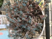 パリダムやヒクパニクム ミルクゥージなどのセダムをいつも枯らせてし Yahoo 知恵袋