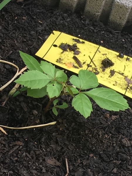 植えていないのに畑に、このようなものが生えて来たのですが何かわかる