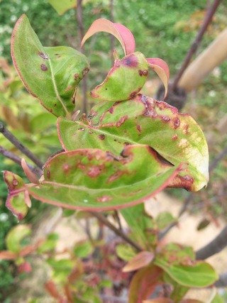 株立ちの常緑ヤマボウシを植えてから 約一年経過しました 新芽に斑点らしきもの Yahoo 知恵袋