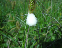 この草に付いている綿のような塊の正体を知りたいです。

何年か前に公園の草むらで見つけました。
周囲にもいくつかあり、何かの卵かな？ と思って
調べたのですが、結局何なのか分かりませんでした。
見たのは9月下旬です。

よろしくお願いします。
