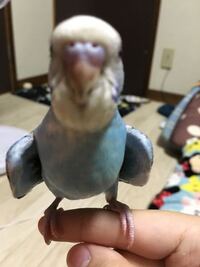 セキセイインコの事で質問です 生後一ヶ月のセキセイインコが暑い時にする Yahoo 知恵袋