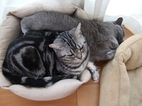 結構毛だらけ猫灰だらけ ですか Fwf 結構毛だらけ猫灰だらけ Yahoo 知恵袋