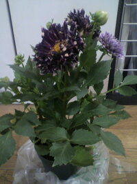 鉢に植えっぱなしのダリアです 去年球根で植え 花が終わり １１月に地面近 Yahoo 知恵袋
