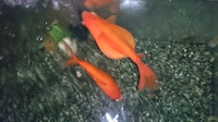 金魚のお腹が膨らむ病気 についてです なんか金魚のお腹がや Yahoo 知恵袋