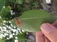 木に トゲ のようなものが 自宅の裏に生えている木の葉に トゲ Yahoo 知恵袋