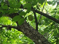 梅の実を食べる動物にどういったものがいるのか教えてください 先日の Yahoo 知恵袋