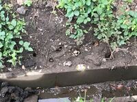 川や用水路の野生ザリガニは天然水で泥抜きしてからしっかり加熱すれば食べれます Yahoo 知恵袋