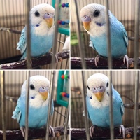 セキセイインコの雛の懐かせ方を教えてください つい先日の事ですが 近 Yahoo 知恵袋