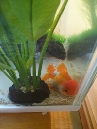 金魚が水槽の底でじっとしているのは眠っているのですか 今日金魚を買 Yahoo 知恵袋