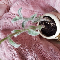 この植物の名前わかりますか 葉っぱ 茎の部分がふわふわの毛に覆われ Yahoo 知恵袋