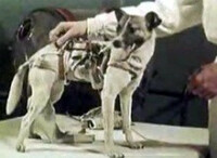 ライカ犬 犬種 について教えてください 宇宙に行った 宇宙犬クドリ Yahoo 知恵袋