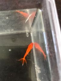 小赤のヒレについてです アロワナの生き餌として購入した小赤なの Yahoo 知恵袋