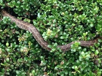 庭に全身茶色の蛇がいました メートルほどの長さでした 画像がなくて申 Yahoo 知恵袋