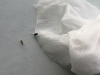 虫の死骸が部屋の出窓のところにあったのですが、この二種類の虫は何ですか？ 