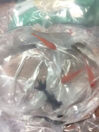 屋台の金魚すくいでゲットした小さな金魚を飼うことになりました 金魚のエ Yahoo 知恵袋