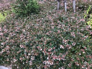 今時分に白い花が咲く この植木の名前教えて下さい 公園の生垣 Yahoo 知恵袋