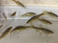 この小魚は 鯉子でしょうか 鯉がたくさんいる川から取ってきました 鯉 Yahoo 知恵袋