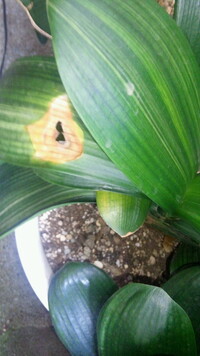 自宅のクンシランが直射日光で葉焼けをしてしまい 葉先が茶色変色してしまいまし Yahoo 知恵袋