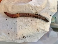 どなたか教えてください 画像のミミズの種類が知りたいです 土壌改良に役立つ種 Yahoo 知恵袋