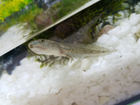 おたまじゃくしからカエルになるまで何日ぐらいかかりますか Yahoo 知恵袋