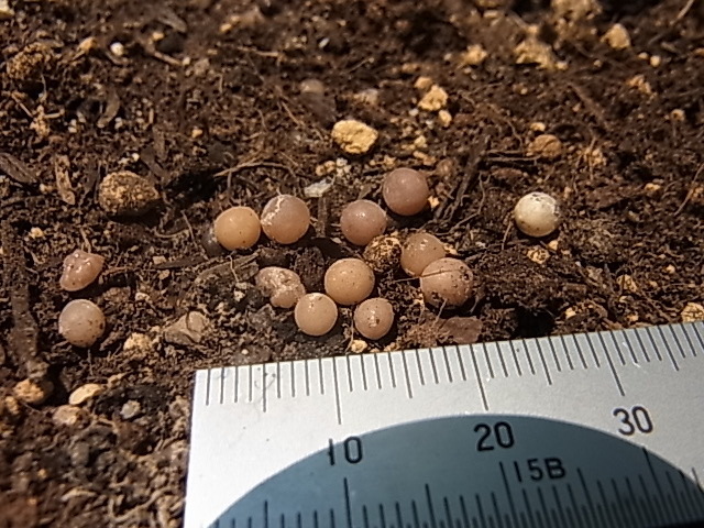 これはナメクジの卵でしょうか 今日 鉢植えのブルーベリーに肥料を与える Yahoo 知恵袋
