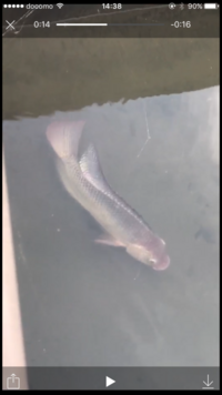 近所の用水路にいるのですが この魚は何でしょう 鯉やフナではないよう Yahoo 知恵袋