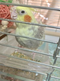 オカメインコの多頭飼いについて。現在メスのオカメインコ2歳と暮らしています。... - Yahoo!知恵袋