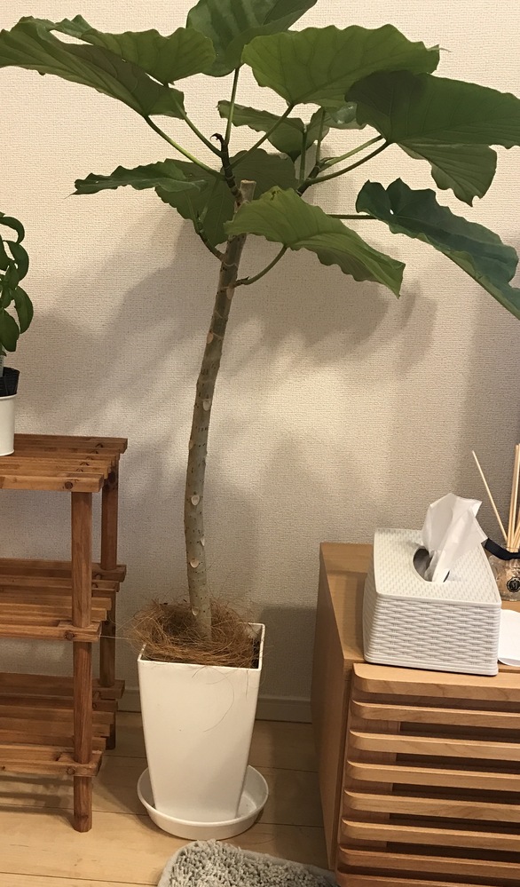ウンベラータについて質問です。ホームセンターで買ってきた