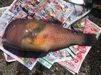 コブダイとガシラのおいしい食べ方を教えてください コブダ Yahoo 知恵袋