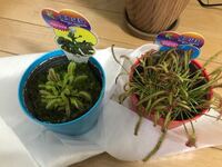 食虫植物を買ってきました 植え替えをしようと思ったのですが ネットで調 Yahoo 知恵袋