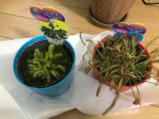 食虫植物を買ってきました 植え替えをしようと思ったのですが ネットで調 Yahoo 知恵袋