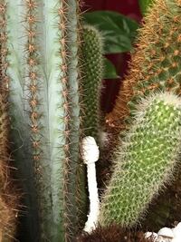 意味のこもった 英語以外の単語を探しています ギルド名 グループ名 に使 Yahoo 知恵袋