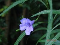 雑草のように増える宿根草で これから晩秋まで紫の花をつけます 名前を教えて Yahoo 知恵袋