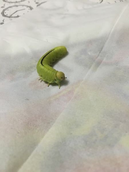 初めて質問させていただきます 子供が青虫を捕まえてきたのです Yahoo 知恵袋
