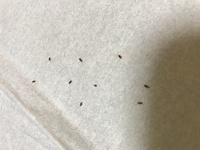 最近 家に変な虫が出ます 米粒より少し小さめで 毛が生えてる茶色っ Yahoo 知恵袋
