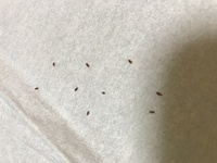 最近 部屋や布団に小さくて茶色い虫が 出てきます 何 Yahoo 知恵袋