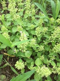 ヒメオドリコソウという植物についてなんですが 昔この植物のピンクの花みたいな部 Yahoo 知恵袋